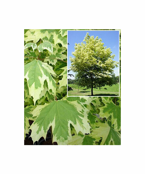 Javor mléčný Drumondi, obvod kmínku 8/10 cm, výška 300/350 cm Acer platanoides Drumondi